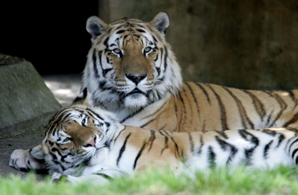 nhung loai dong vat bi de doa tuyet chung vi bien doi khi hau