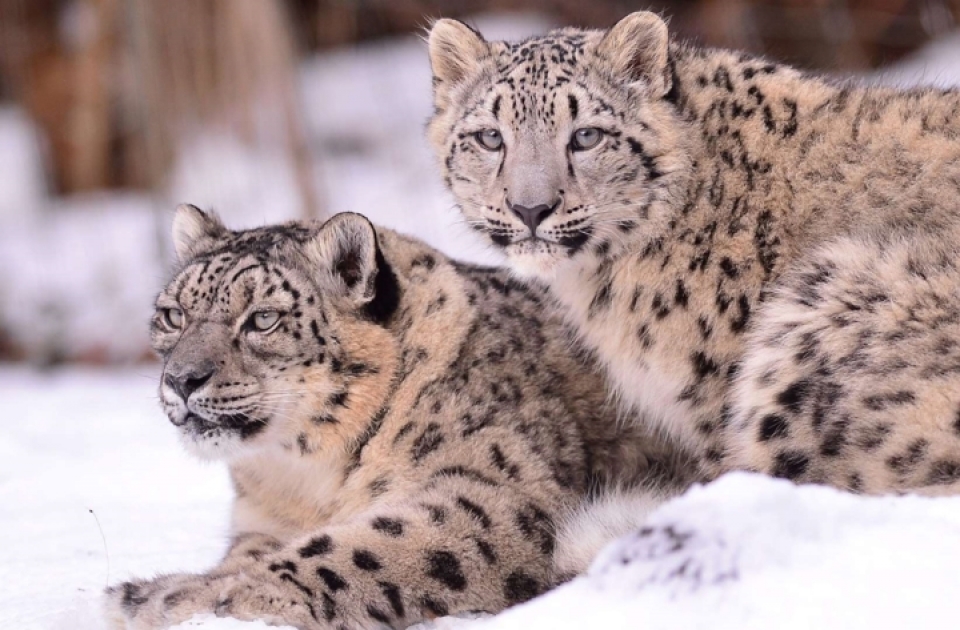 nhung loai dong vat bi de doa tuyet chung vi bien doi khi hau