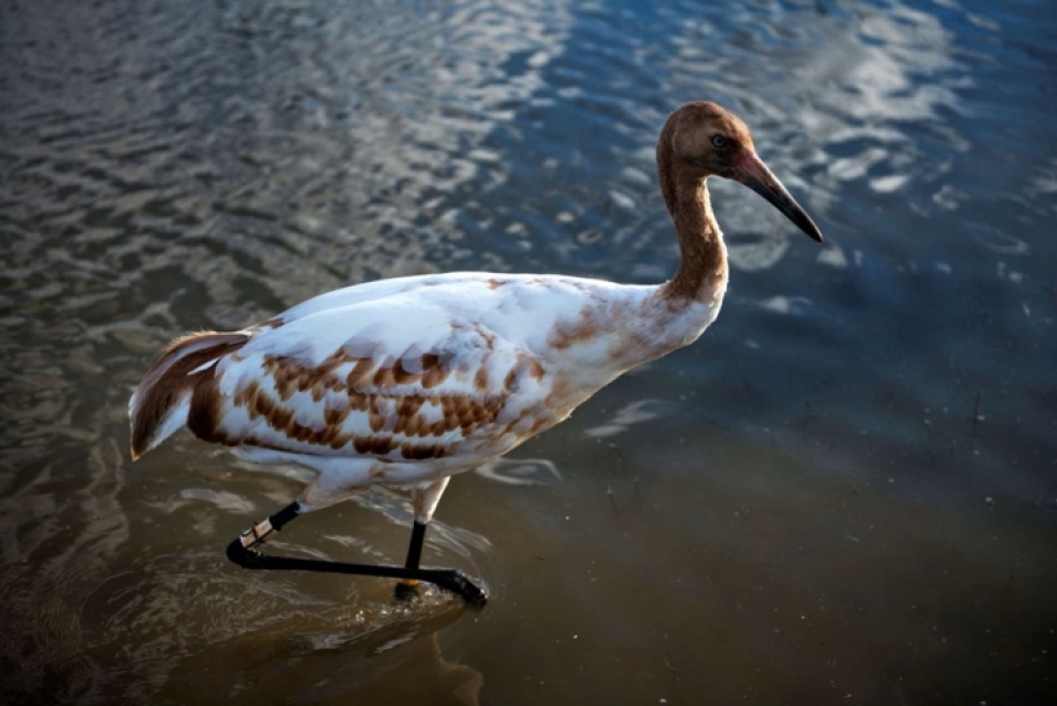 nhung loai dong vat bi de doa tuyet chung vi bien doi khi hau