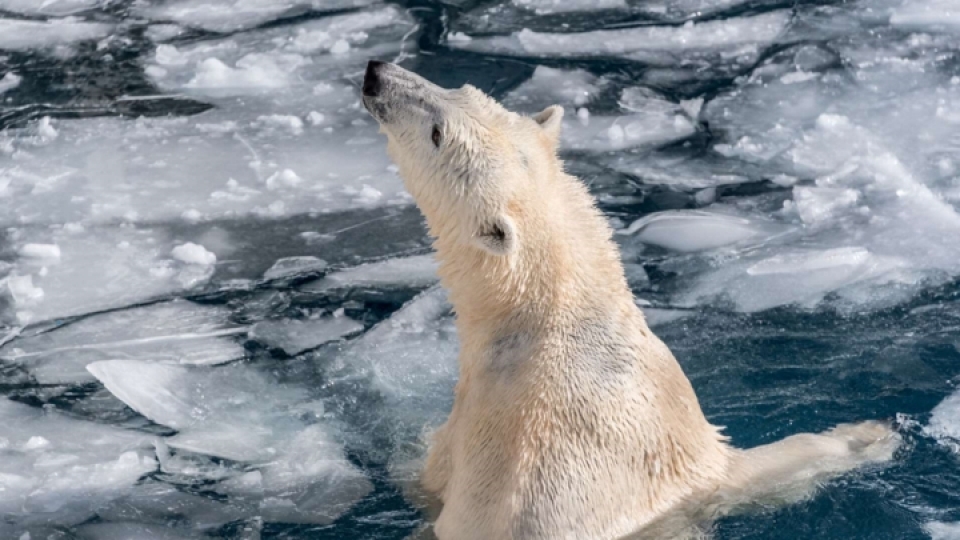 nhung loai dong vat bi de doa tuyet chung vi bien doi khi hau