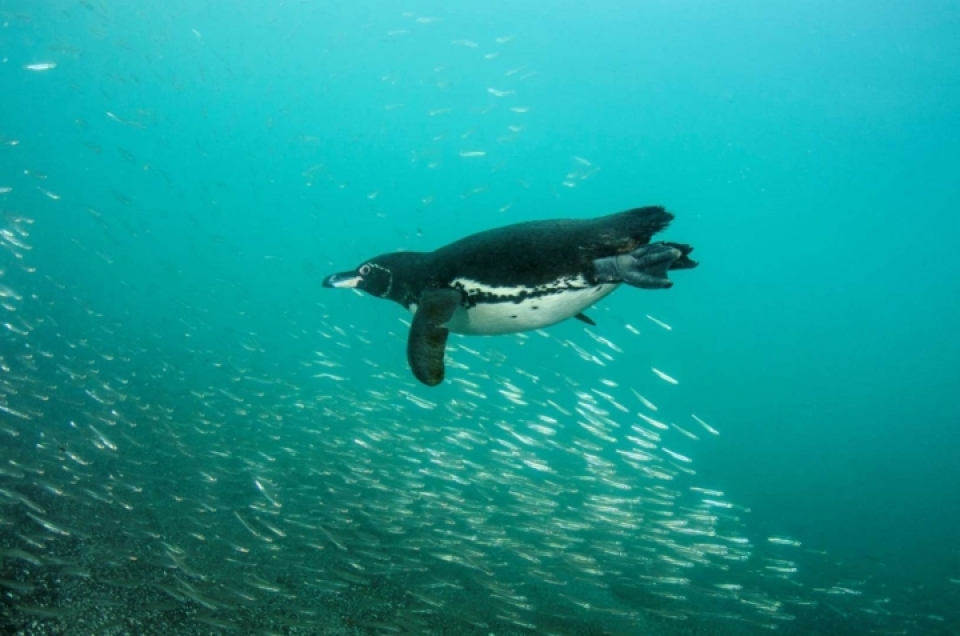 nhung loai dong vat bi de doa tuyet chung vi bien doi khi hau