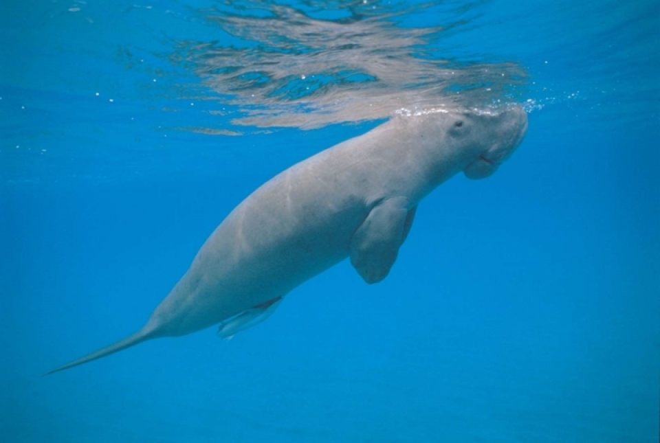 nhung loai dong vat bi de doa tuyet chung vi bien doi khi hau