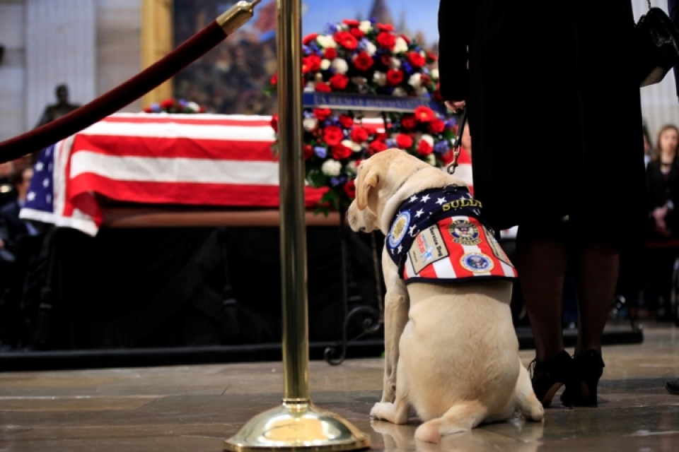Cảm động chú chó trung thành bên linh cữu cố Tổng thống Bush cam dong chu cho trung thanh ben linh cuu co tong thong bush