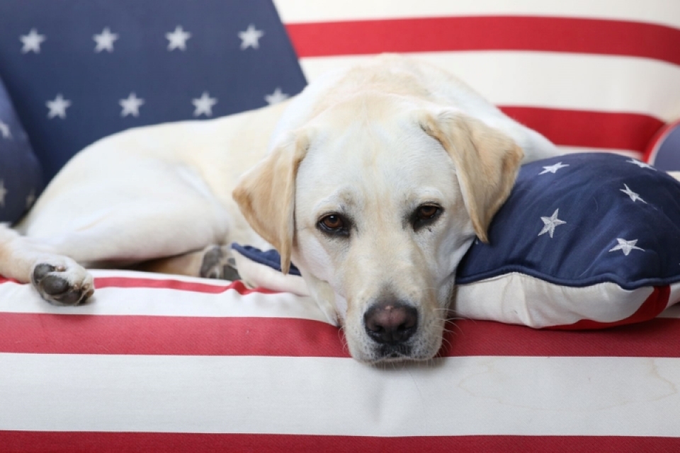 Cảm động chú chó trung thành bên linh cữu cố Tổng thống Bush cam dong chu cho trung thanh ben linh cuu co tong thong bush