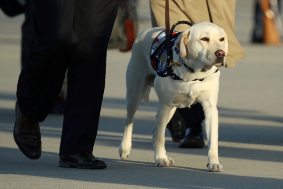 Cảm động chú chó trung thành bên linh cữu cố Tổng thống Bush cam dong chu cho trung thanh ben linh cuu co tong thong bush