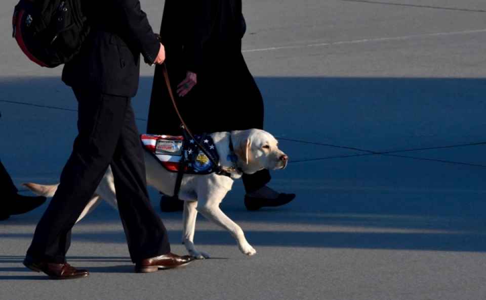 Cảm động chú chó trung thành bên linh cữu cố Tổng thống Bush cam dong chu cho trung thanh ben linh cuu co tong thong bush