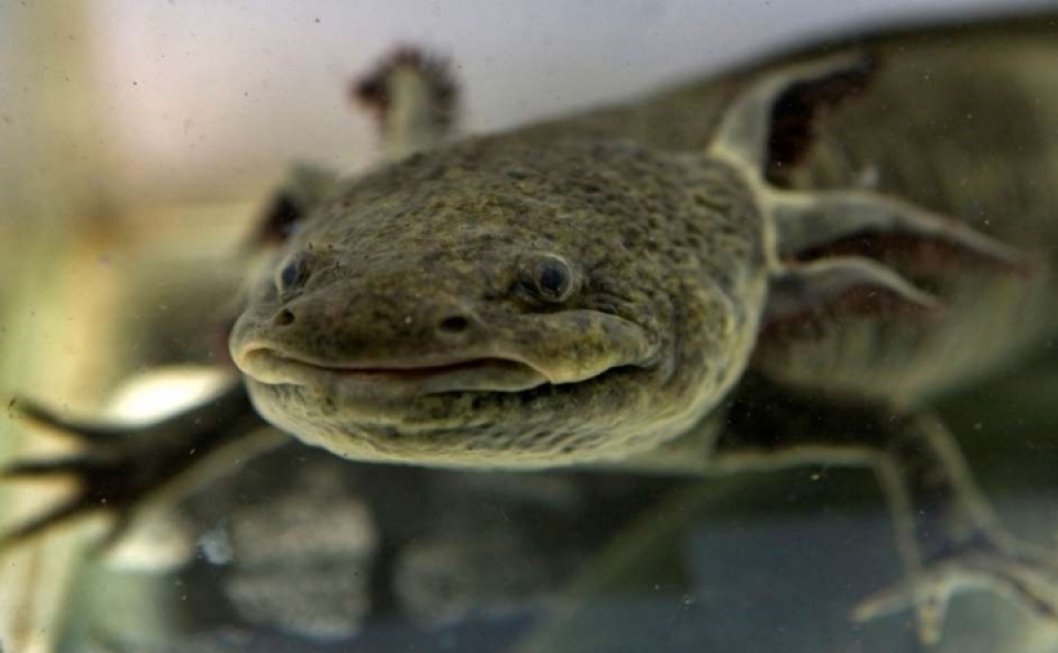 bat ngo voi nhung loai dong vat ky di nhat hanh tinh