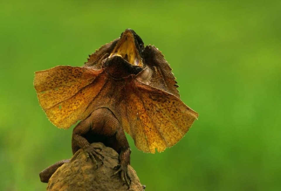 bat ngo voi nhung loai dong vat ky di nhat hanh tinh