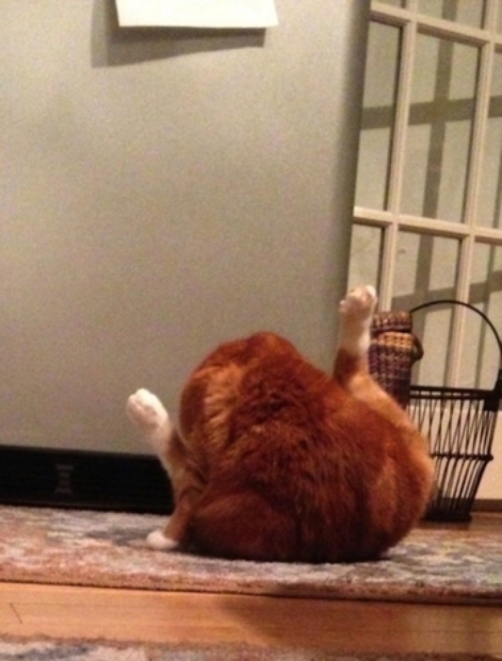 Các tư thế “độc nhất vô nhị” của những chú mèo cac tu the doc nhat vo nhi cua nhung chu meo