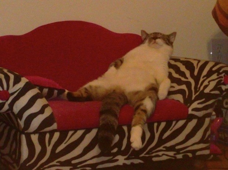 Các tư thế “độc nhất vô nhị” của những chú mèo cac tu the doc nhat vo nhi cua nhung chu meo