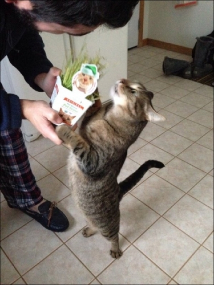 Các tư thế “độc nhất vô nhị” của những chú mèo cac tu the doc nhat vo nhi cua nhung chu meo