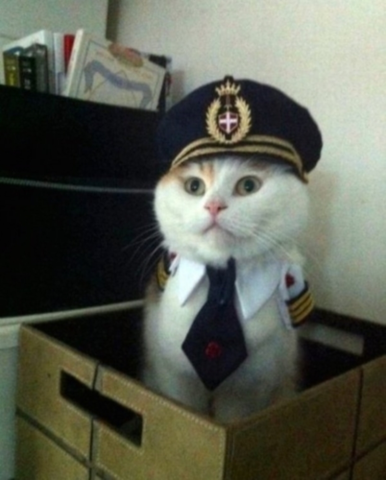 Các tư thế “độc nhất vô nhị” của những chú mèo cac tu the doc nhat vo nhi cua nhung chu meo