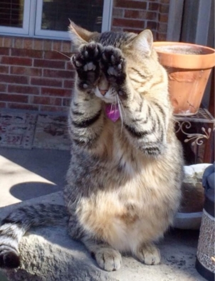 Các tư thế “độc nhất vô nhị” của những chú mèo cac tu the doc nhat vo nhi cua nhung chu meo