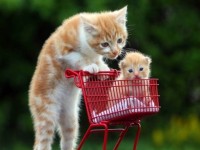 chu meo tro ve nha de chet sau 14 nam mat tich