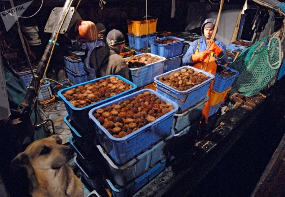 Cuộc sống trên quần đảo Nam Kuril tranh chấp giữa Nga và Nhật Bản cuoc song tren quan dao nam kuril tranh chap giua nga va nhat ban