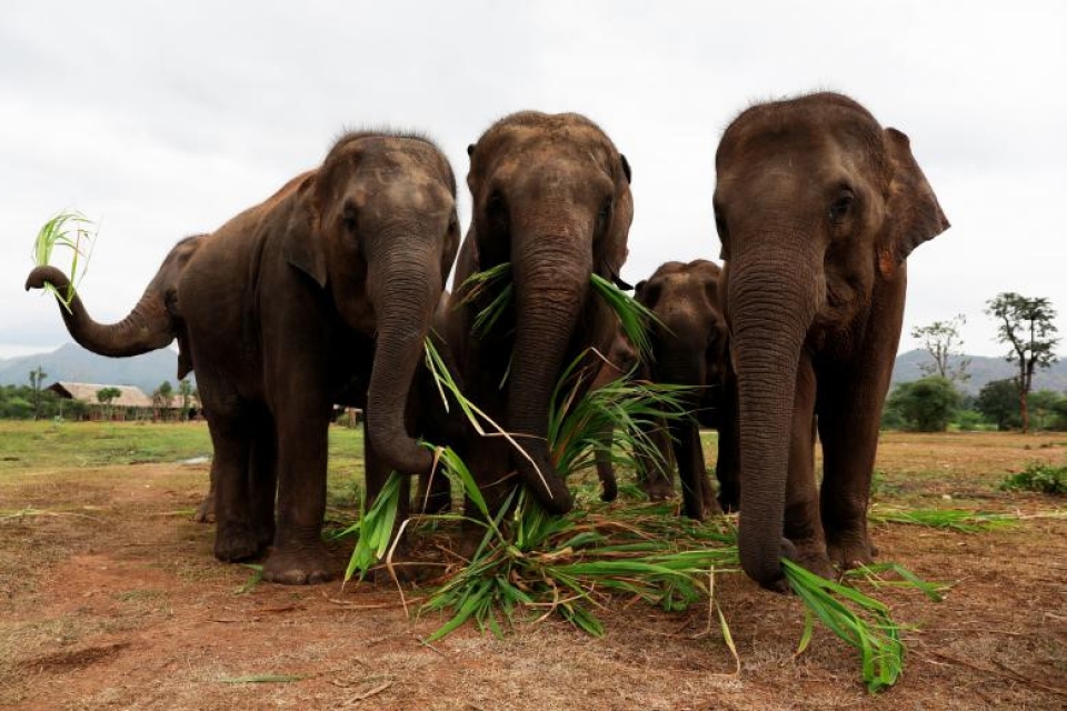 thai lan xoa diu tam hon nhung con voi dau kho bang nhac co dien