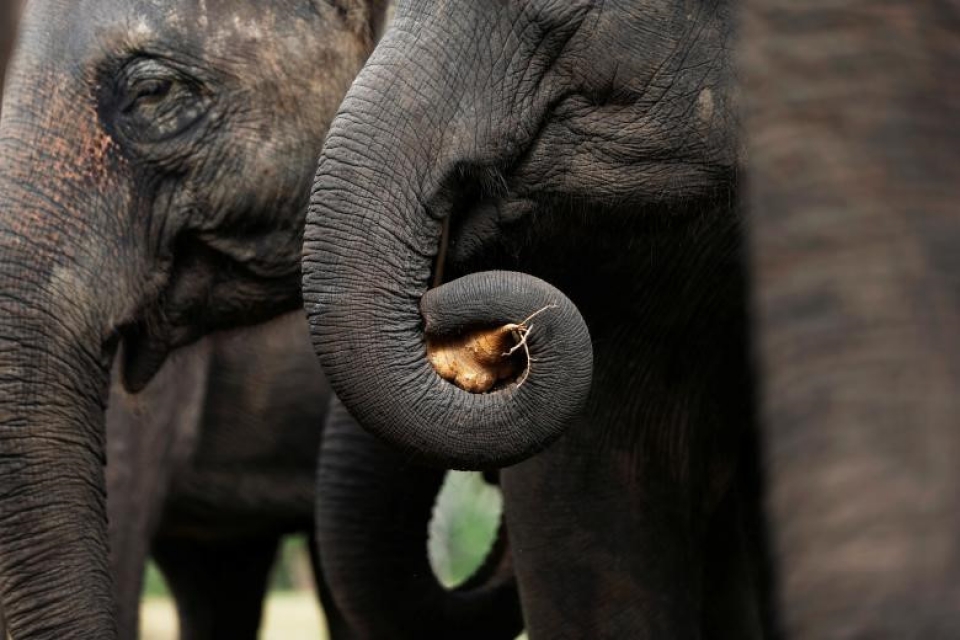 thai lan xoa diu tam hon nhung con voi dau kho bang nhac co dien