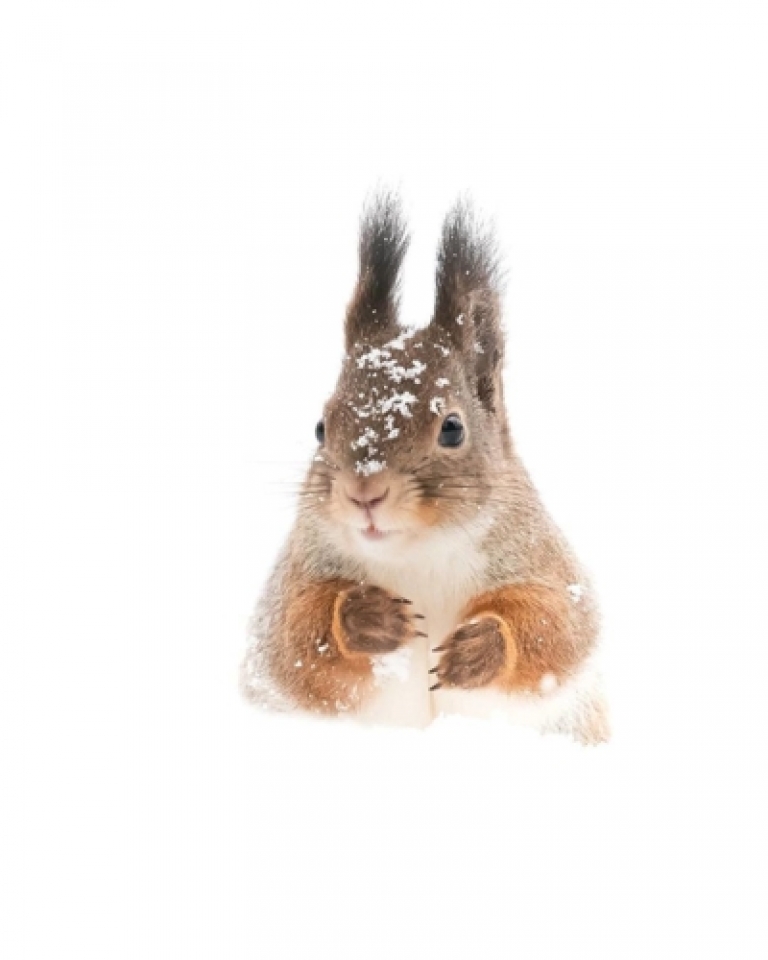 nhung buc anh chung minh khu rung co tich than tien o phan lan la co that