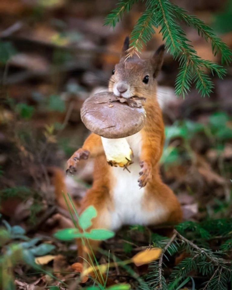 nhung buc anh chung minh khu rung co tich than tien o phan lan la co that