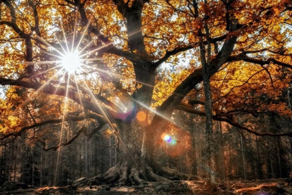 nhung buc anh chung minh khu rung co tich than tien o phan lan la co that