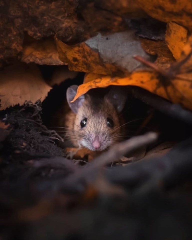 nhung buc anh chung minh khu rung co tich than tien o phan lan la co that