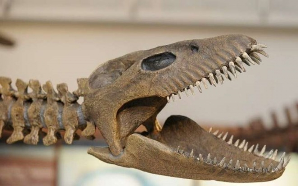 argentina trien lam mo hinh bo xuong khung long 65 trieu nam tuoi hoan thien nhat