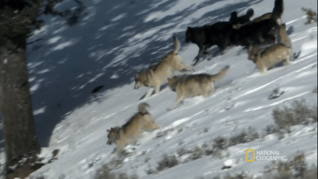 xem dan cho soi phoi hop ruot duoi con moi giua tuyet trang