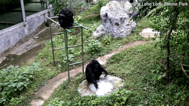 dan mang phat sot voi video tinh tinh giat quan ao thuan thuc cho nhan vien vuon thu