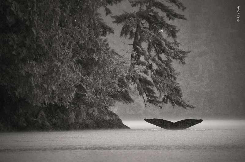 nhung khoanh khac an tuong nhat cua cac loai dong vat hoang da