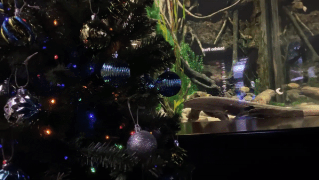 luon phong nguon dien cuc manh de thap sang cay