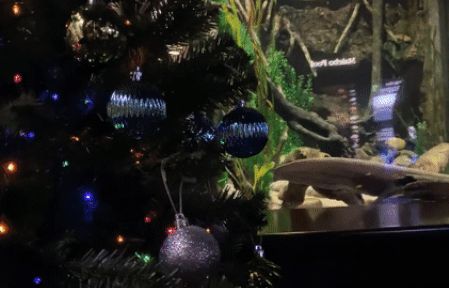 Bất ngờ chứng kiến cảnh lươn phóng nguồn điện thắp sáng cây thông Noel