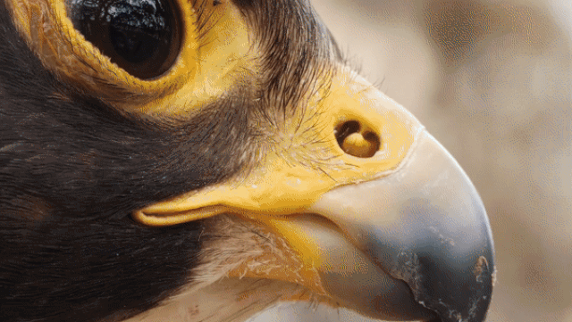 vi sao loai chim nay lai duoc goi la chien dau co co long