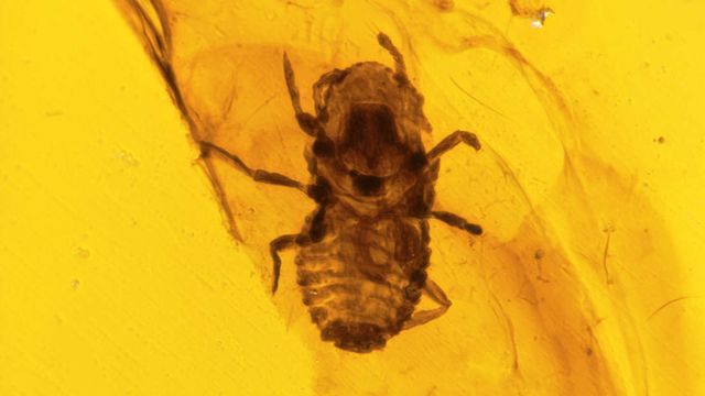 khung long cung bi chay ran