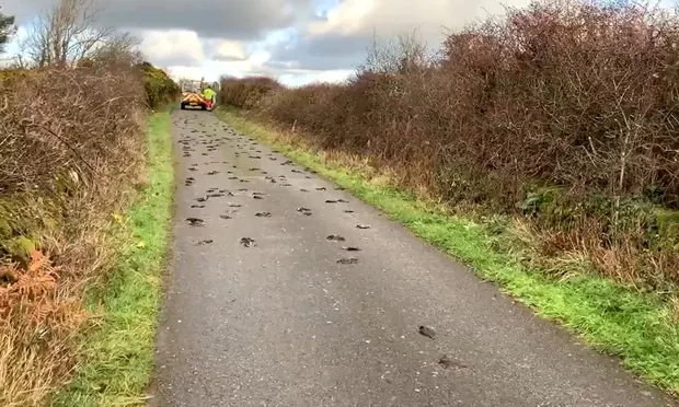 hang tram con chim sao da chet bi an o xu wales