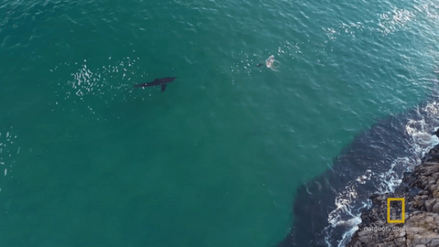 nghet tho cuoc ruot duoi toc do giua ca map va hai cau