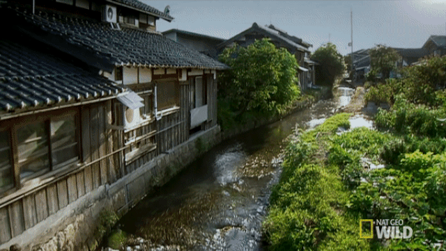 giai ma he thong loc nuoc bang ca chep cua nguoi nhat khien the gioi than phuc