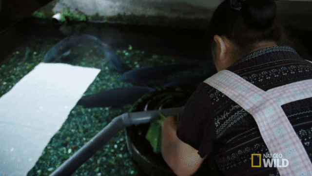 giai ma he thong loc nuoc bang ca chep cua nguoi nhat khien the gioi than phuc