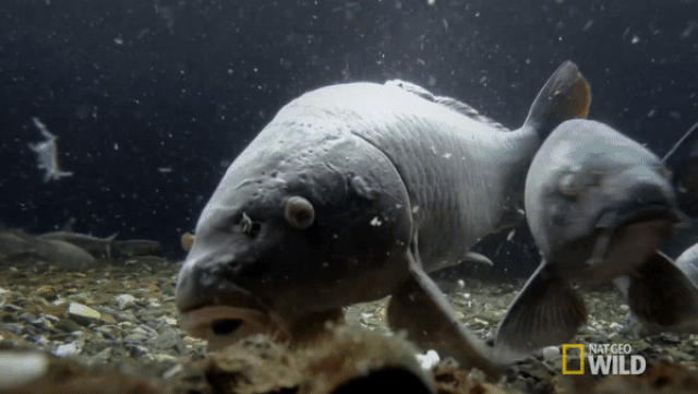 giai ma he thong loc nuoc bang ca chep cua nguoi nhat khien the gioi than phuc