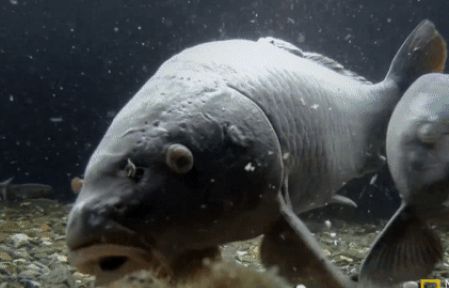 'Giải mã' hệ thống lọc nước bằng cá chép của người Nhật khiến thế giới thán phục