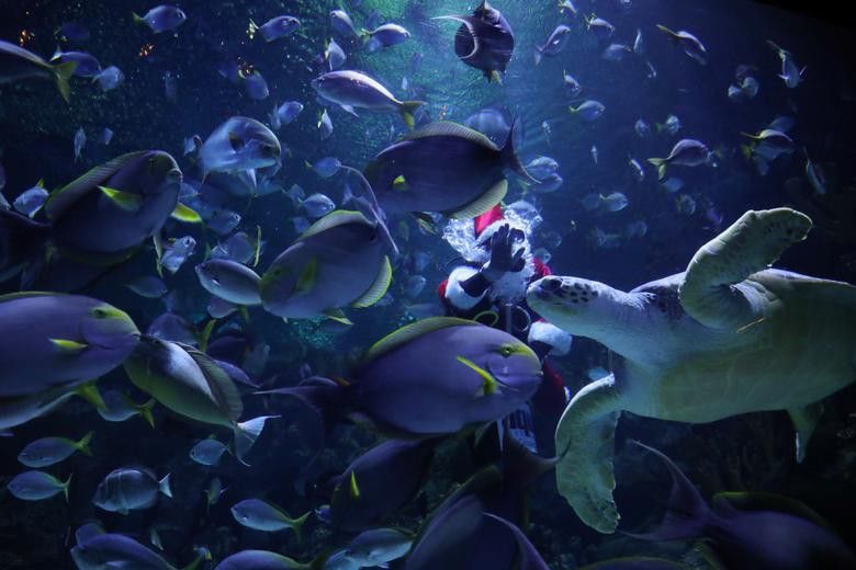 nhung ong gia noel an tuong nhat giang sinh 2019