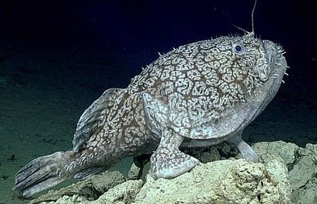 phat hien ca xau nhat hanh tinh dung vay lam chan dung nhu dong vat song tren can