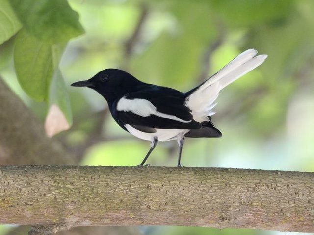 indonesia hanh khach mat chim quy tri gia gan 250 trieu dong tren may bay