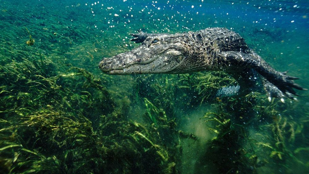 Nguyên nhân cá sấu có thể mọc lại đuôi như thằn lằn