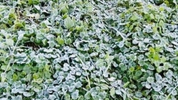 Dự báo thời tiết 3 ngày tới (7-9/12): Nhiệt độ giảm sâu ở miền Bắc, có nơi rét đậm, rét hại; Trung Bộ, Tây Nguyên, Nam Bộ mưa dông vài nơi