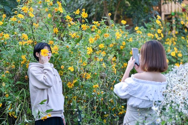 Hoa dã quỳ đẹp ngất ngây ngay giữa lòng Hà Nội Hoa dã quỳ đẹp ngất ngây ngay giữa lòng Hà Nội