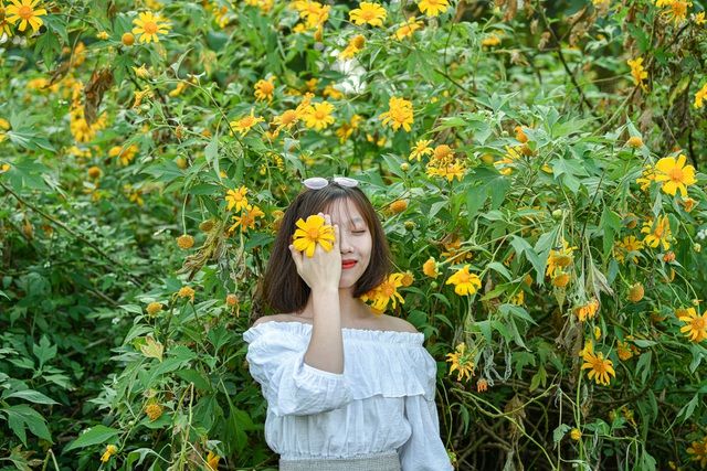 Hoa dã quỳ đẹp ngất ngây ngay giữa lòng Hà Nội Hoa dã quỳ đẹp ngất ngây ngay giữa lòng Hà Nội