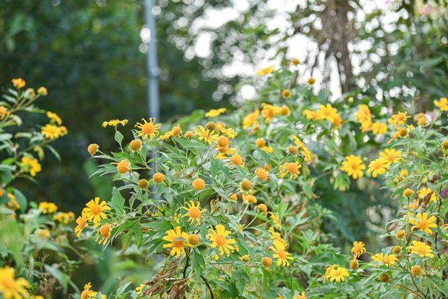 Hoa dã quỳ đẹp ngất ngây ngay giữa lòng Hà Nội Hoa dã quỳ đẹp ngất ngây ngay giữa lòng Hà Nội