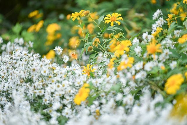 Hoa dã quỳ đẹp ngất ngây ngay giữa lòng Hà Nội Hoa dã quỳ đẹp ngất ngây ngay giữa lòng Hà Nội