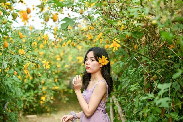 Hoa dã quỳ đẹp ngất ngây ngay giữa lòng Hà Nội Hoa dã quỳ đẹp ngất ngây ngay giữa lòng Hà Nội