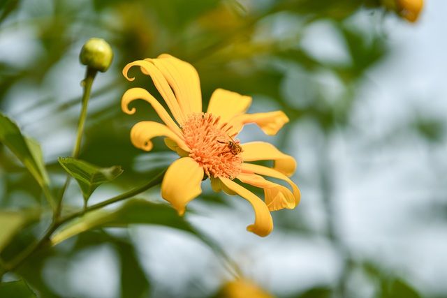 Hoa dã quỳ đẹp ngất ngây ngay giữa lòng Hà Nội Hoa dã quỳ đẹp ngất ngây ngay giữa lòng Hà Nội